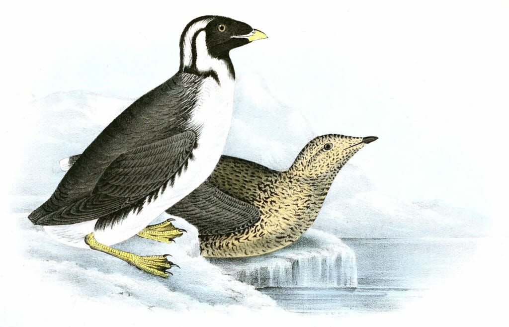Black Throated Guillemot Bird Vintage Illustrations