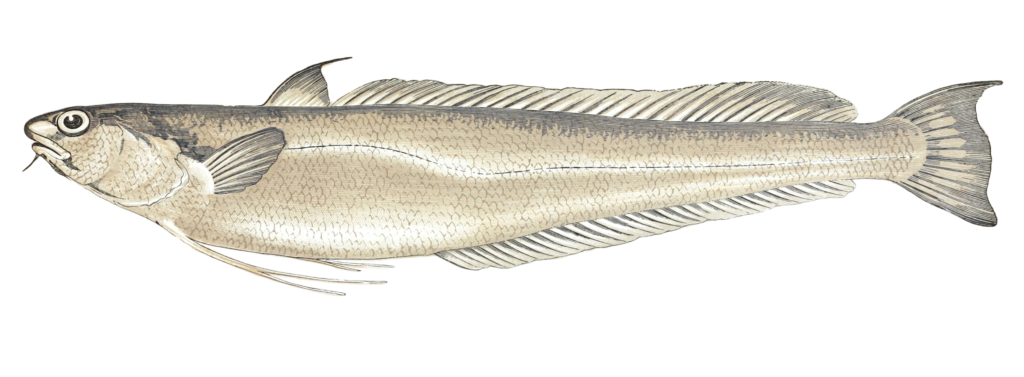 Blennoid Forkbeard Fish Vintage Illustration