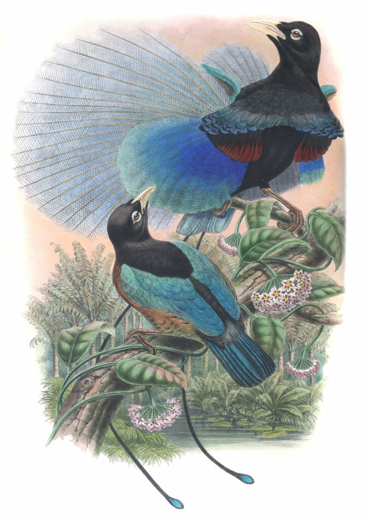 Blue Bird Of Paradise Paradisornis Rudolphi Vintage Illustration