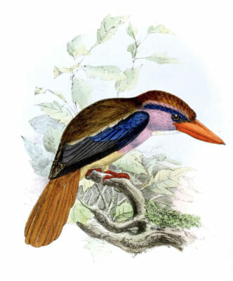 Blue Eared Kingfisher Bird Vintage Illustration