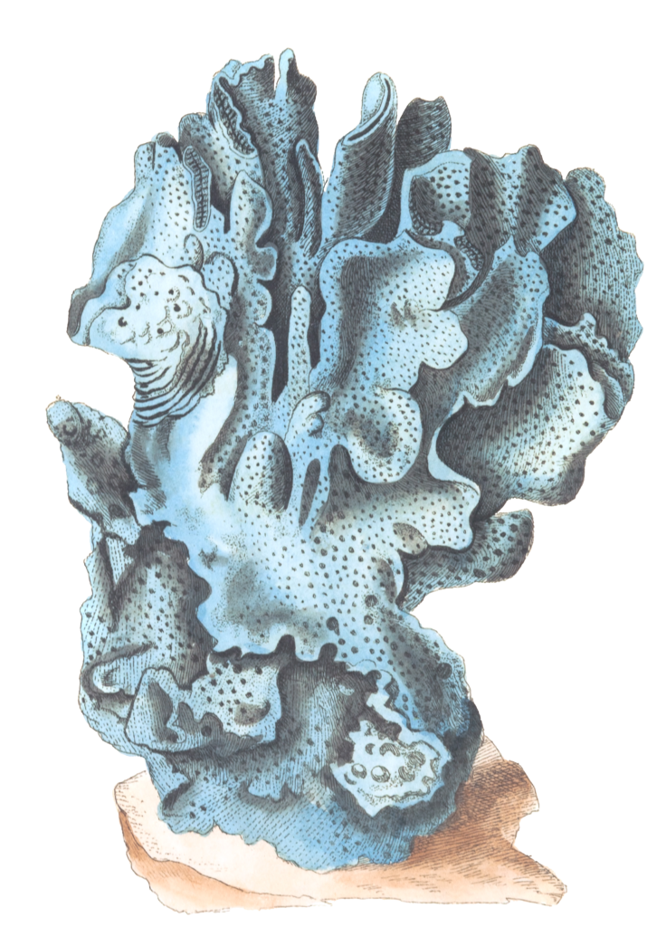 Blue Millepore Vintage Coral Illustration