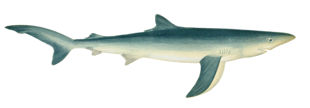 Blue Shark Vintage Illustration