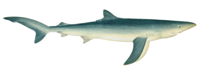 Blue Shark Vintage Illustration