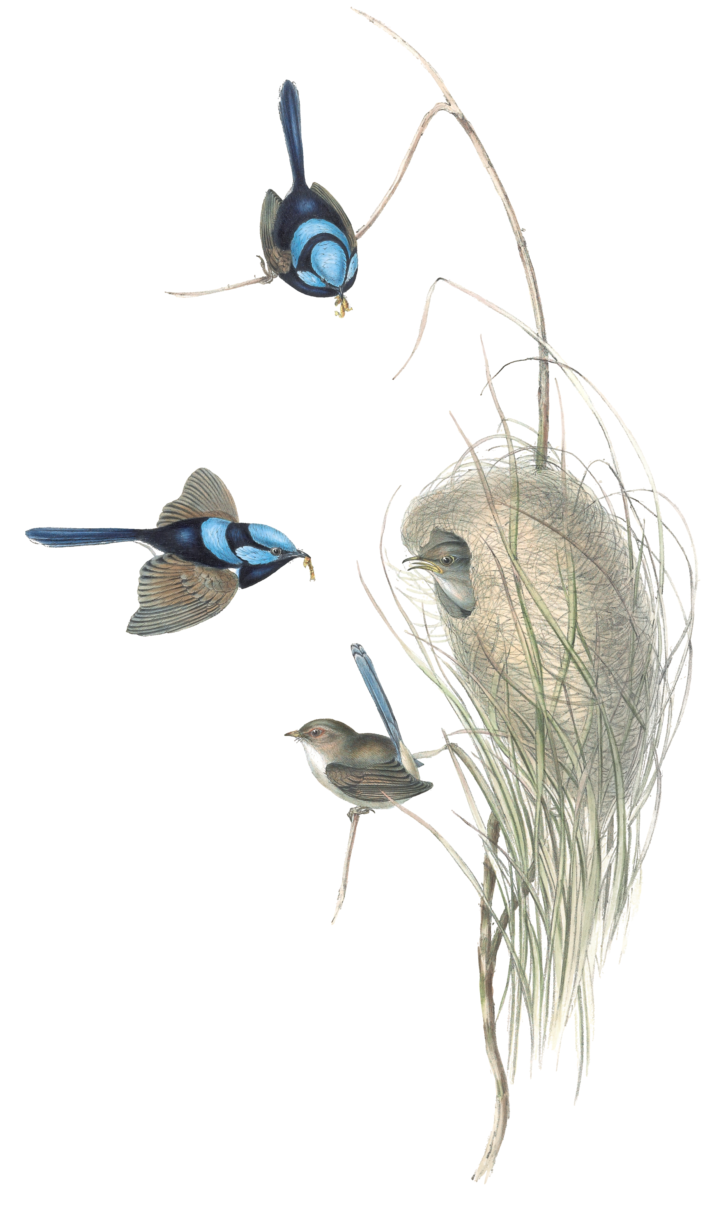Blue Wren Bird Vintage Illustrations