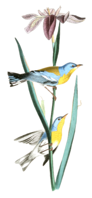 Blue Yellow Backed Wood Warbler Bird Vintage Illustrations