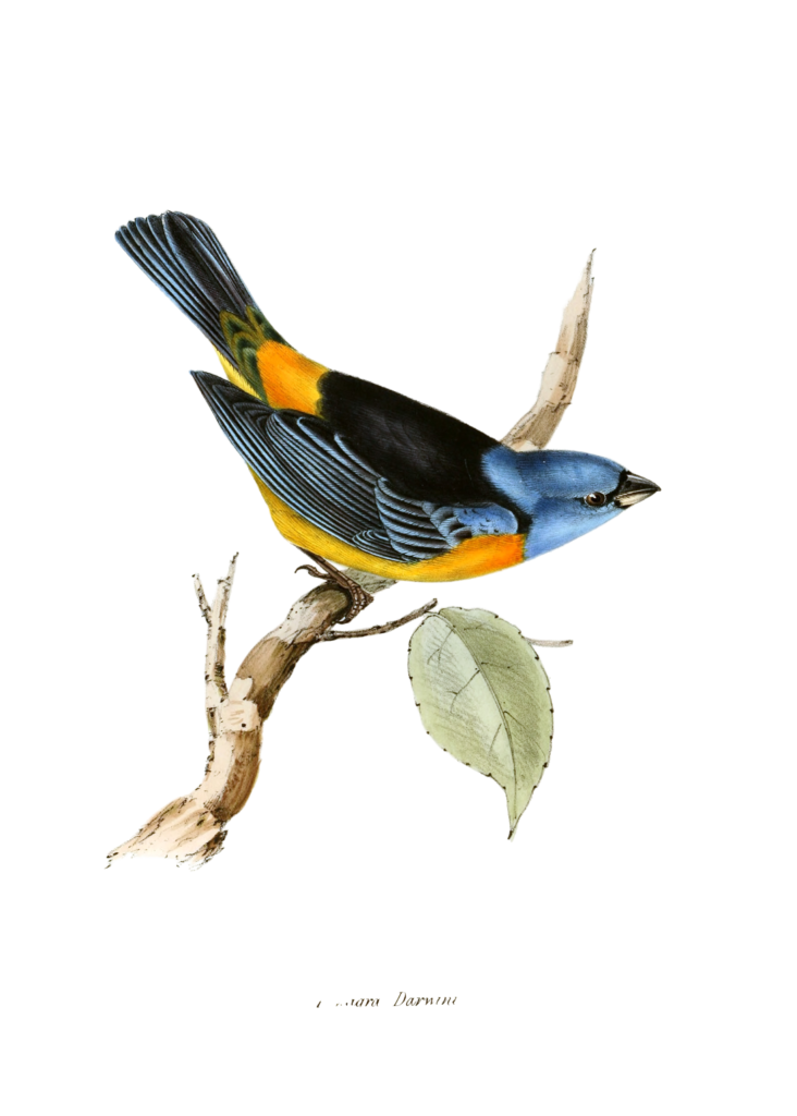 Blue and Yellow Tanager Finch