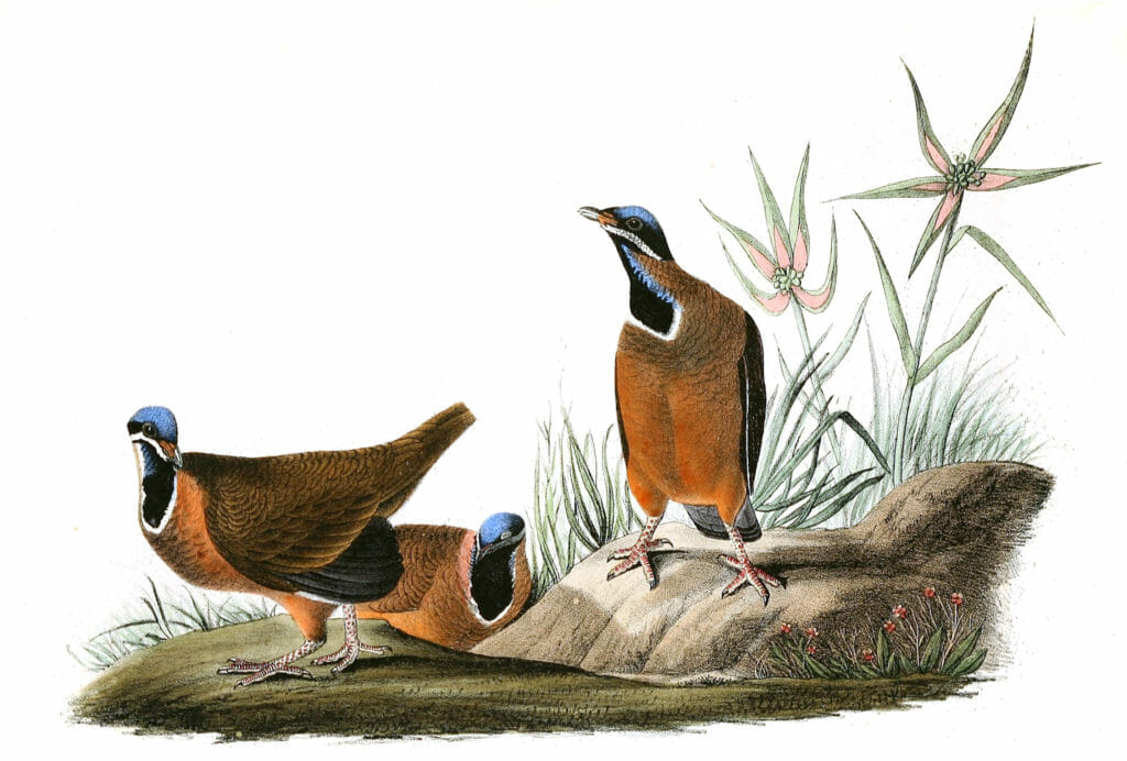 Blueheaded Ground Dove Bird Vintage Illustrations