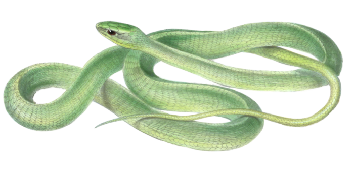 Boomslang Green Snake Bucephalus Viridis Vintage Illustration