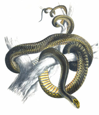 Boomslange Snake Bucephalus Capensis A Vintage Illustration