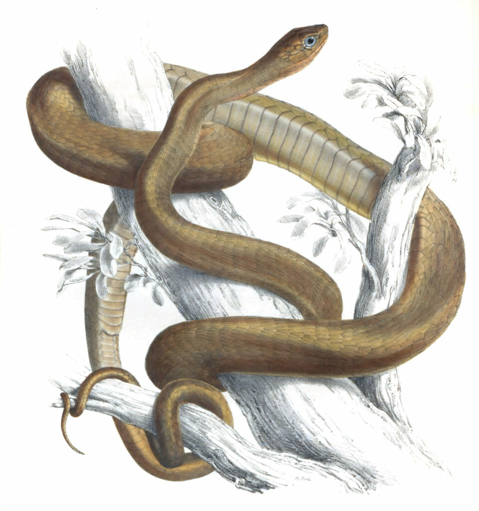 Boomslange Snake Bucephalus Capensis B Vintage Illustration
