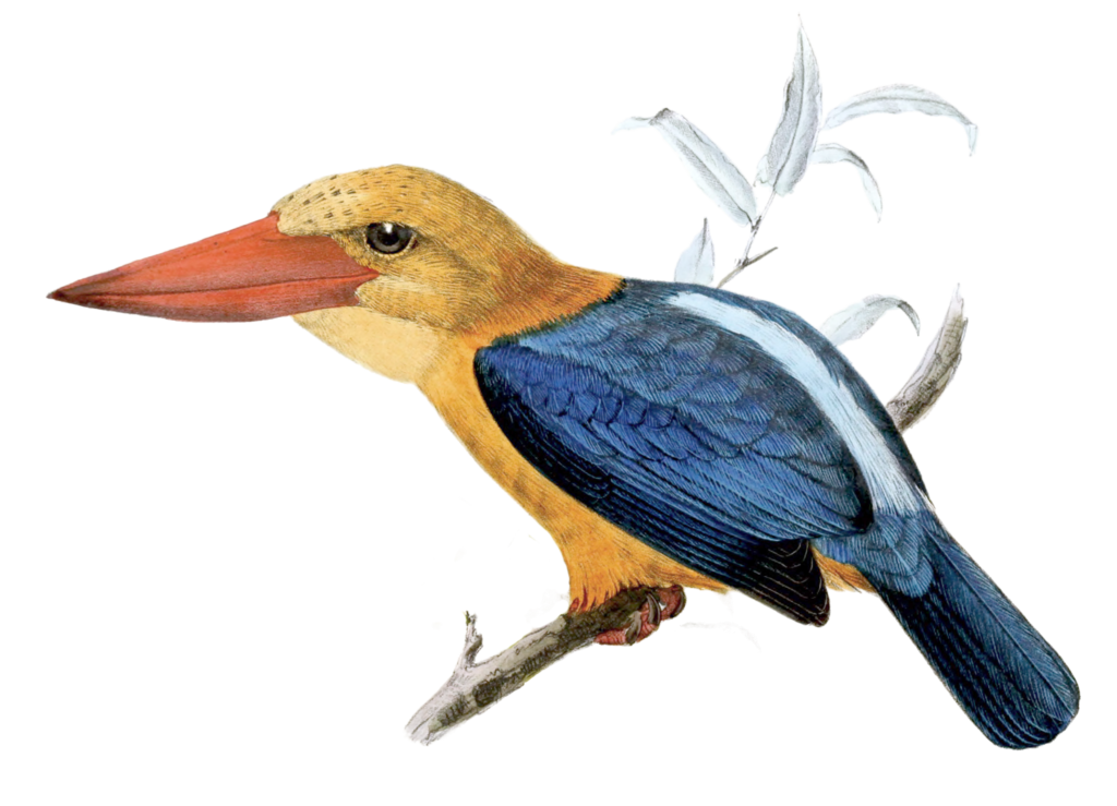 Bornean Stork Billed Kingfisher Bird Vintage Illustration