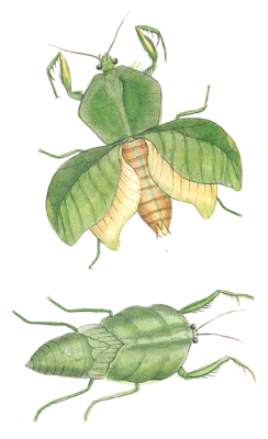 Broad Breasted Mantis Vintage Insect Illustration