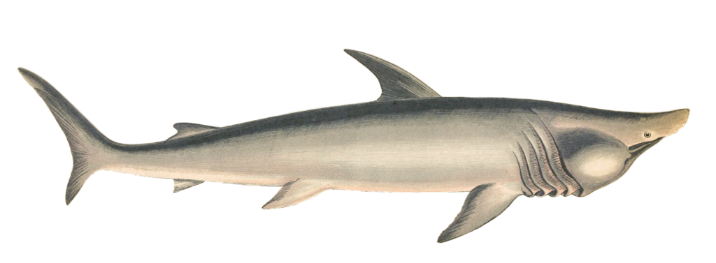 Broad Headed Gazer shark Vintage Illustration