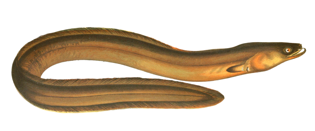 Broad Nosed eel Vintage Illustration