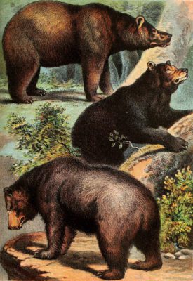 Brown Bear Grizzly Bear and Black Bear Vintage Illustrations