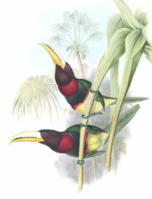 Brown-mandibled-aracari-Toucan-Pteroglossus-Mariae
