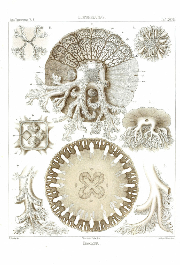 Bryoclonia Vintage Jellyfish Illustration