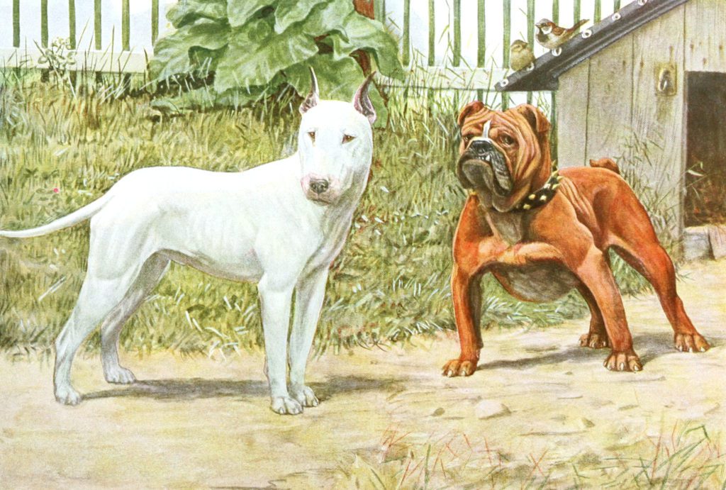 Bull Terrier and English Bulldog Vintage Illustrations