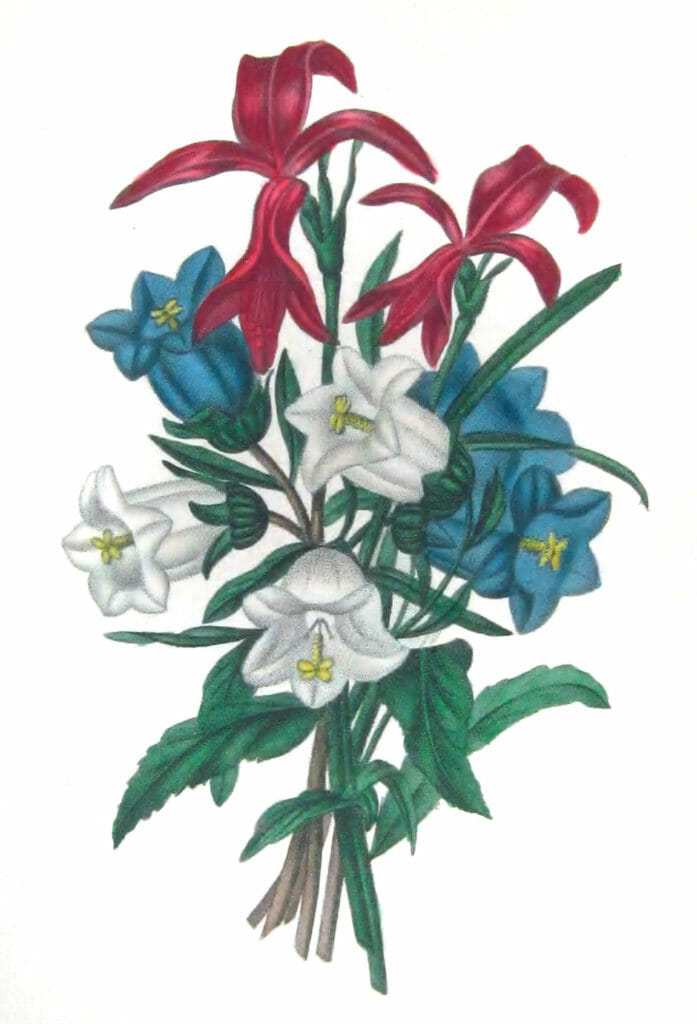 Campanules Bleu Et Blane Vintage Flower Illustration