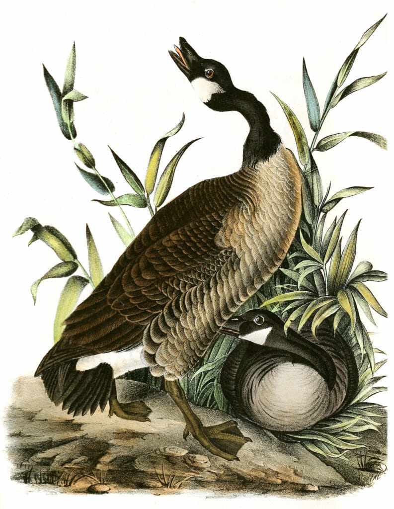Canada Goose Bird Vintage Illustrations
