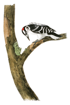 Canadian Woodpecker Bird Vintage Illustrations
