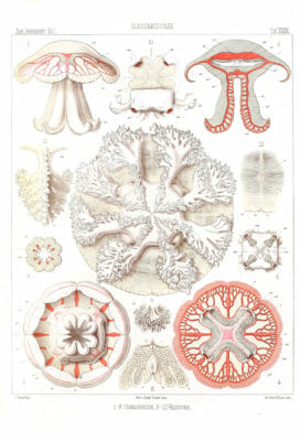 Cannorhiza Versura Vintage Jellyfish Illustration