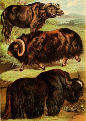 Cape Buffalo Yak and MUsk Ox Vintage Illustrations