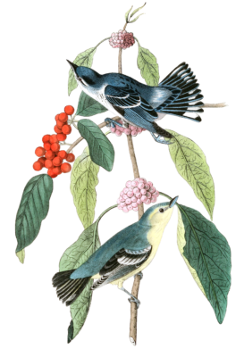 Carulean Wood Warbler Bird Vintage Illustrations
