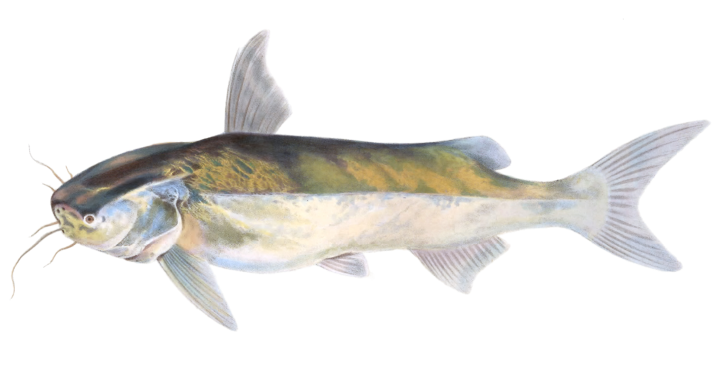 Catfish Bagrus Capensis