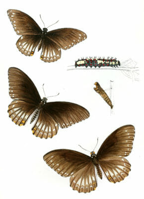 Cbilasa-Clytioides-Chilasa-Lankeswara
