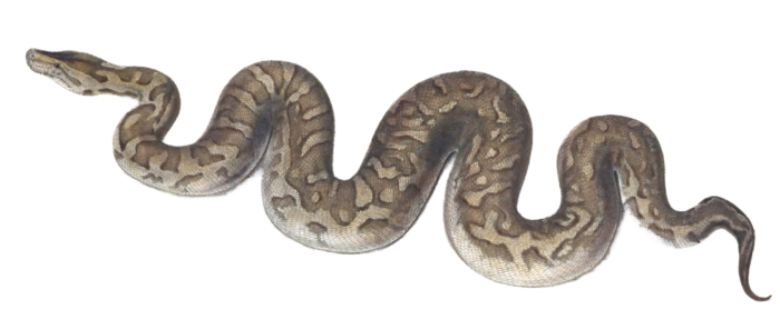 Central African rock python Python Natalensis Vintage Illustration
