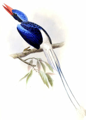 Ceram Kingfisher Bird Vintage Illustration