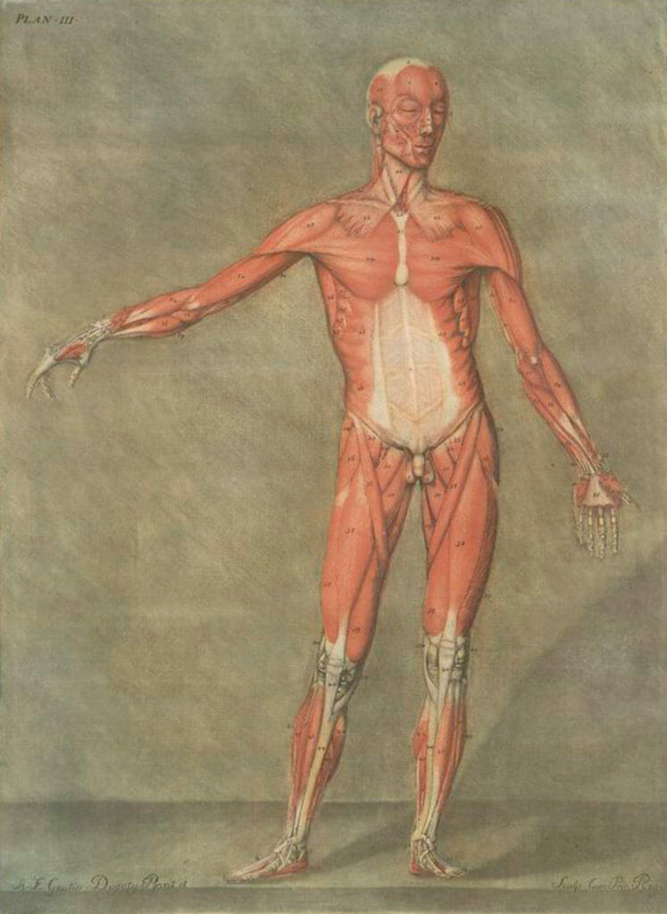 Cette Planche Represente La Premiere Couche De Muscles Pl. 3 Vintage Anatomy Illustrations