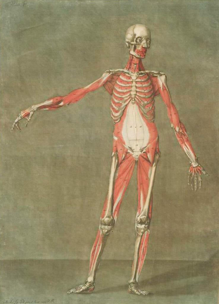 Cette Planche Represente Les Muscles Qui Paroissent ... Pl. 5 Muscle And Bone Structure Of Human Vintage Anatomy Illustrations