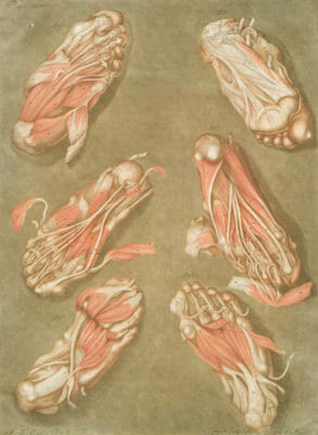 Cette Planche Represente Les Muscles Situes A La Plante Du Pied Pl. 14 Muscle And Structure Of Feet Vintage Anatomy Illustrations