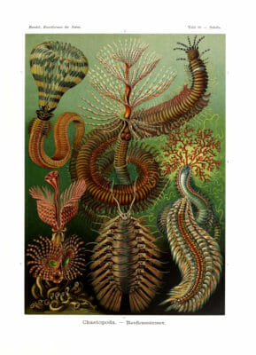 Chaetopoda Annelid Worms Ernst Haeckel Vintage Sea Creature Illustrations.