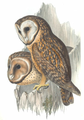 Chestnut Faced Owl Bird Vintage Illustrations