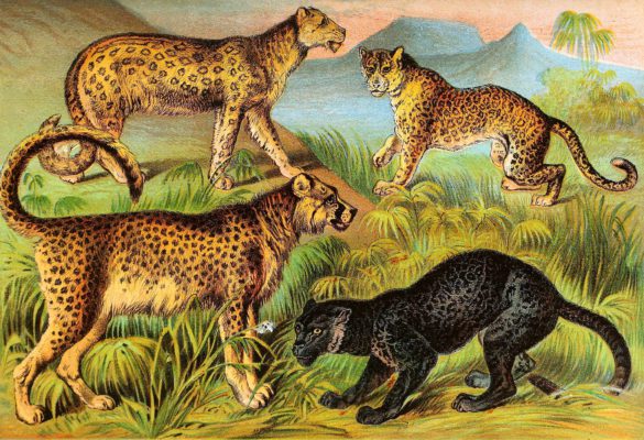 Chetah Leopards Vintage Illustrations