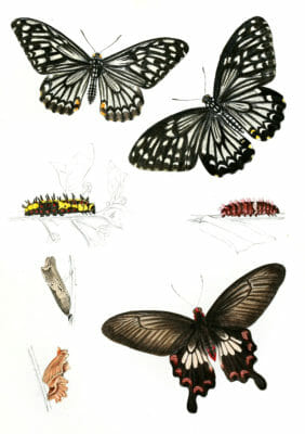 Chilasa-dissimilis-Menelaides-Ceylonica