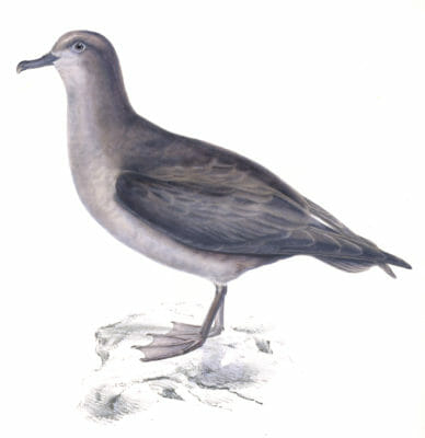 Cinereous Shearwater - Puffinus cinereus - Vintage Bird Illustration