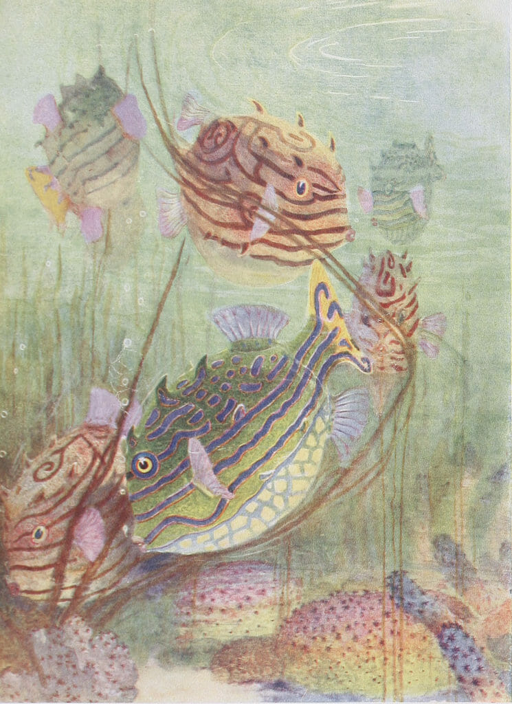Coffer fish of the coral seas Vintage Illustration