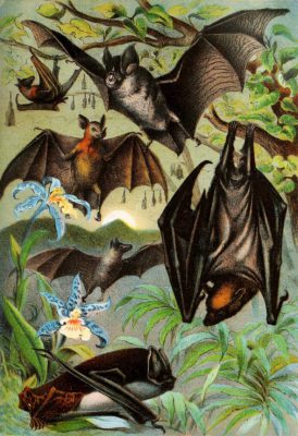 Common Bat Vampire Bat Horseshoe Bat Fruit Eating Bat Vintage Illustrations