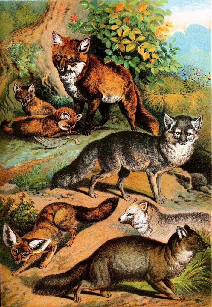 Common Fox Arctic Fox Blue Fox and Silver fox Vintage Illustrations