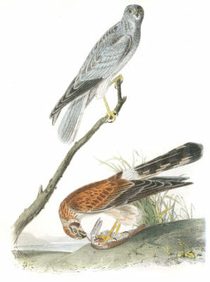 Common Harrier Bird Vintage Illustrations