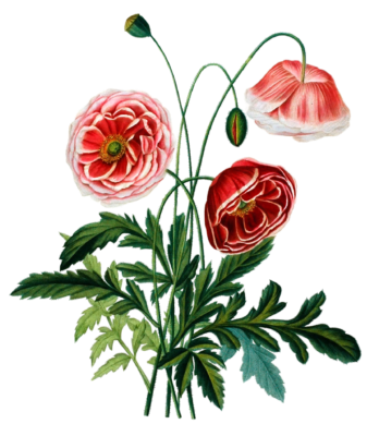 Coqueijot Vintage Flower Illustration