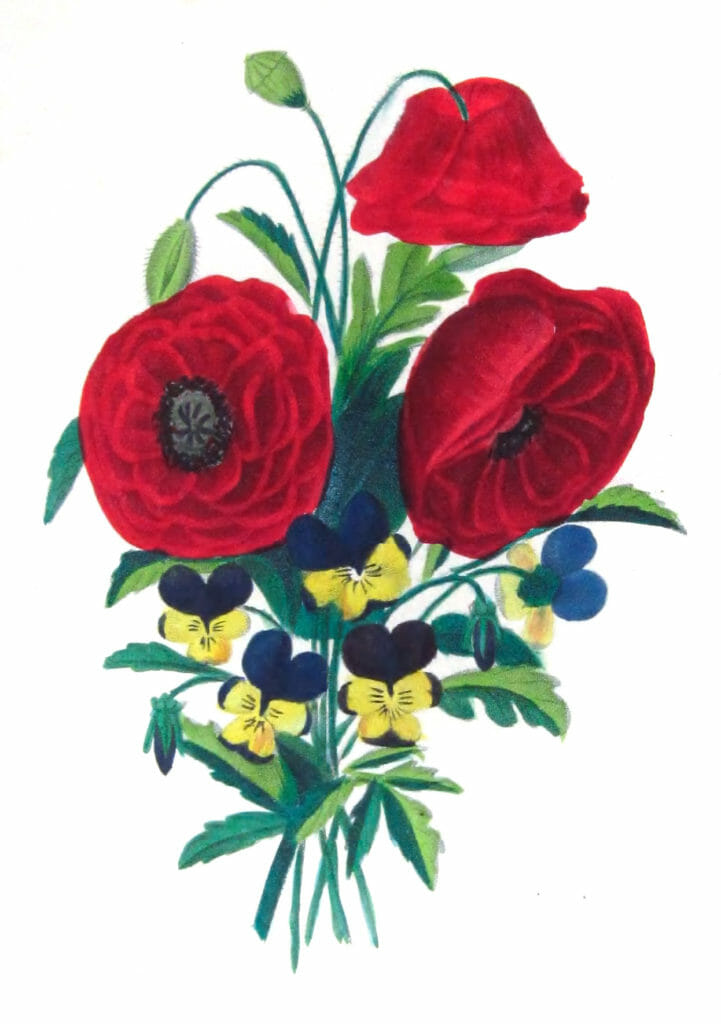 Coquelicot Double Vintage Flower Illustration