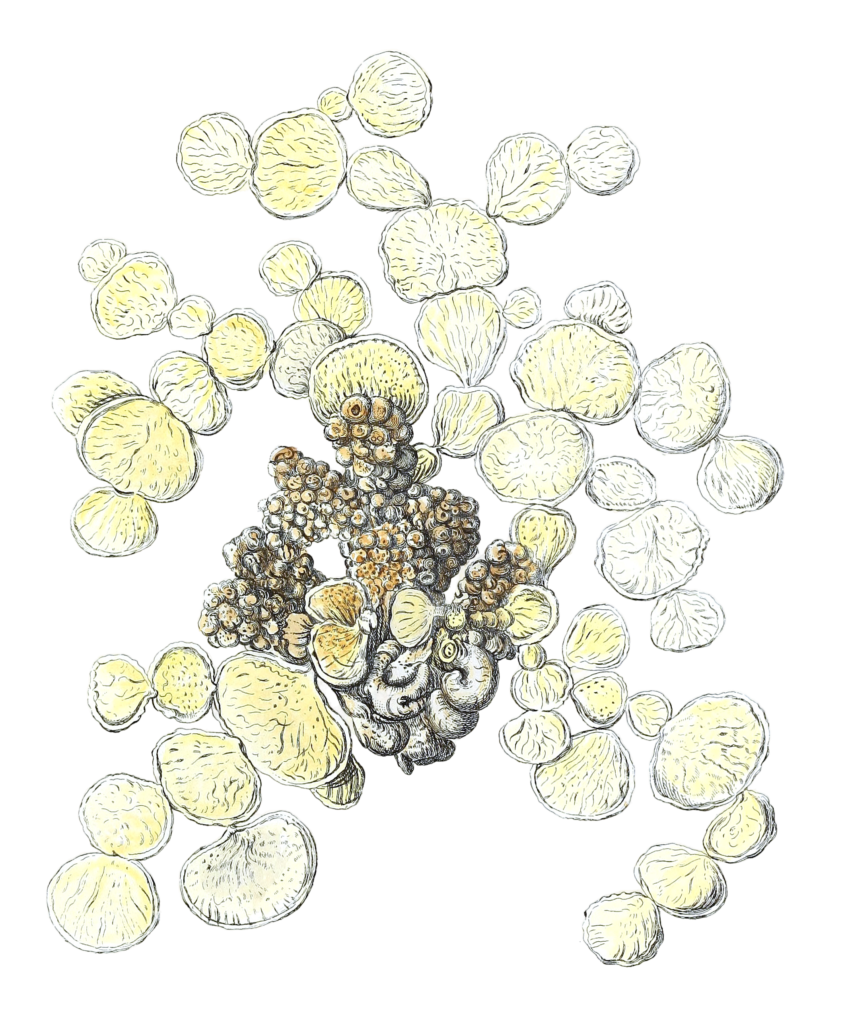 Corallina Difcoidea Vintage Coral Illustration
