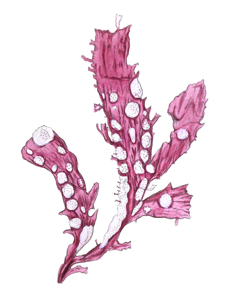 Corallina Membranacea Vintage Coral Illustration