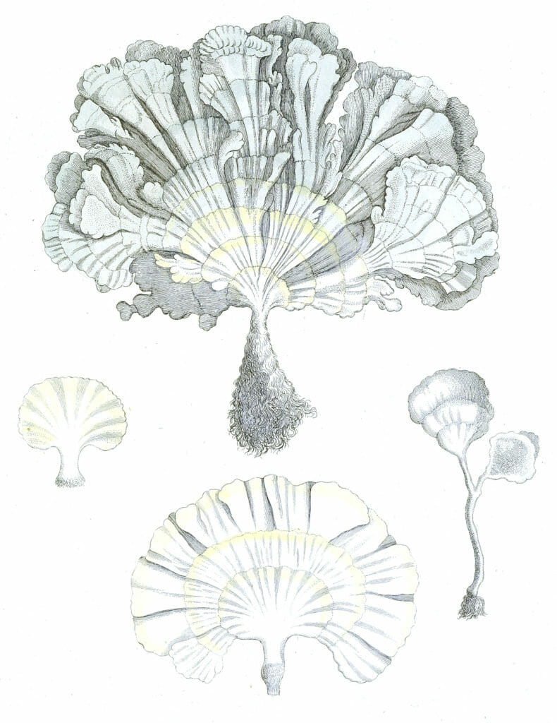Corallina Pavonia Variet