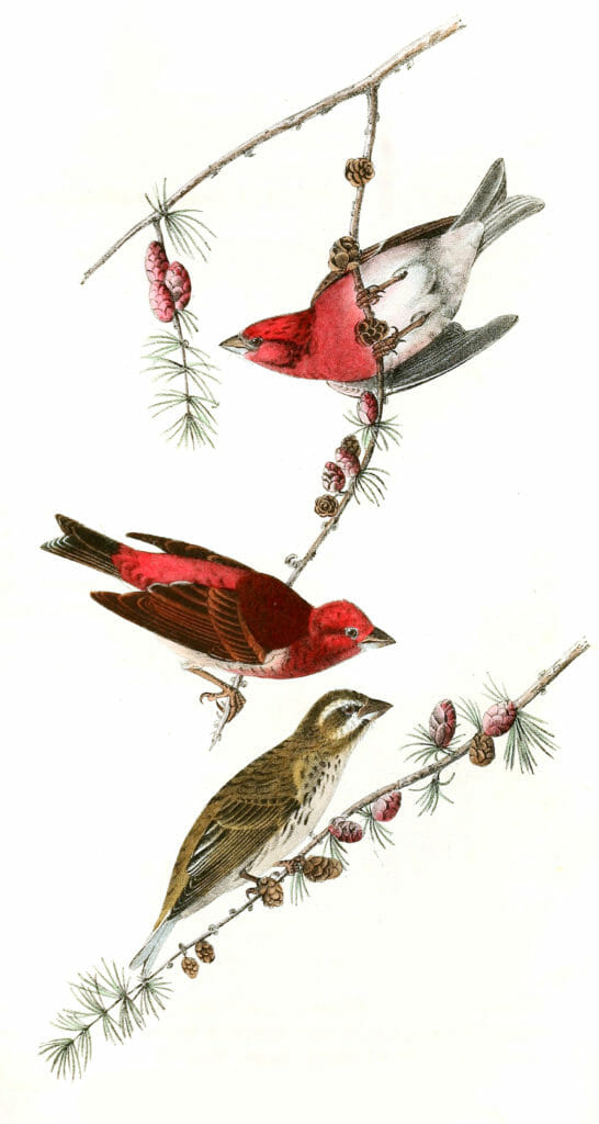 Crested Purple Finch Bird Vintage Illustrations